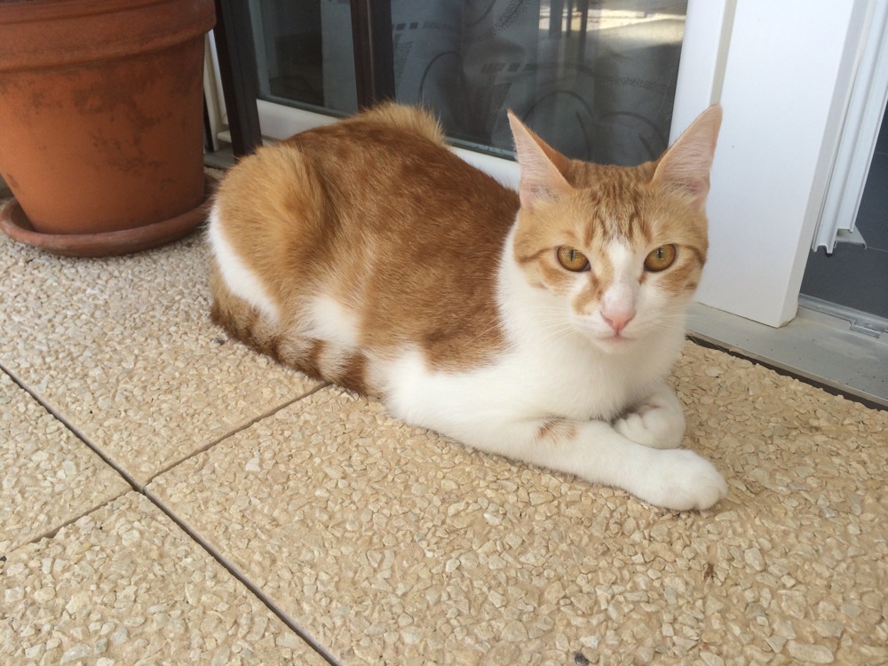 Chat Trop Maigre Chats Forum Animaux Doctissimo Chat Trop Maigre Chats Forum Animaux Doctissimo