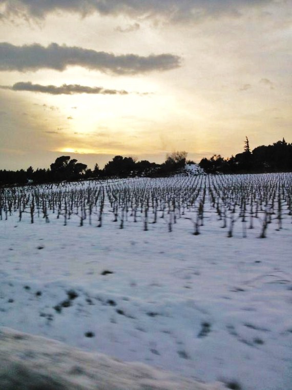Les-vignes-2015-neige