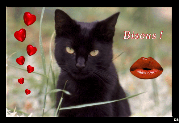 Bisous De Chat Animaux Divers Cibellia Photos Club Doctissimo