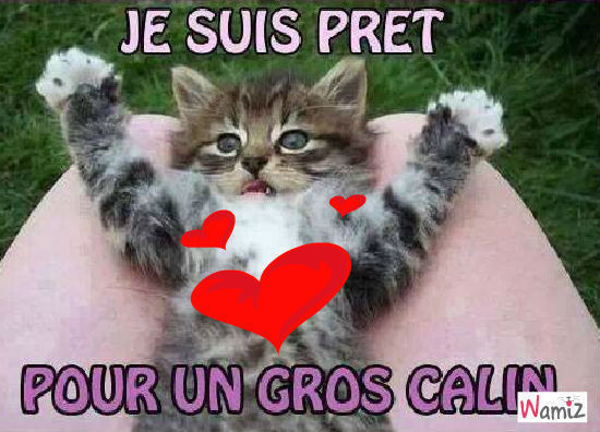 Le Calin Du Matin Chat Animaux Divers Cibellia Photos Club Doctissimo