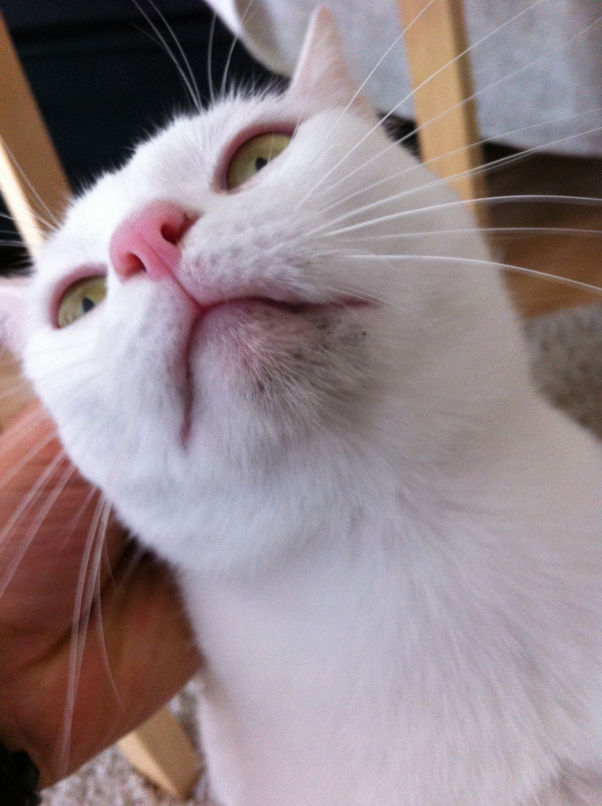 Tache Noire Sur Mon Chat Chats Forum Animaux Doctissimo Tache Noire Sur Mon Chat Chats Forum Animaux Doctissimo
