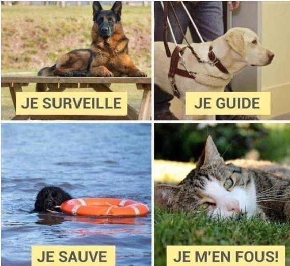 chien chat