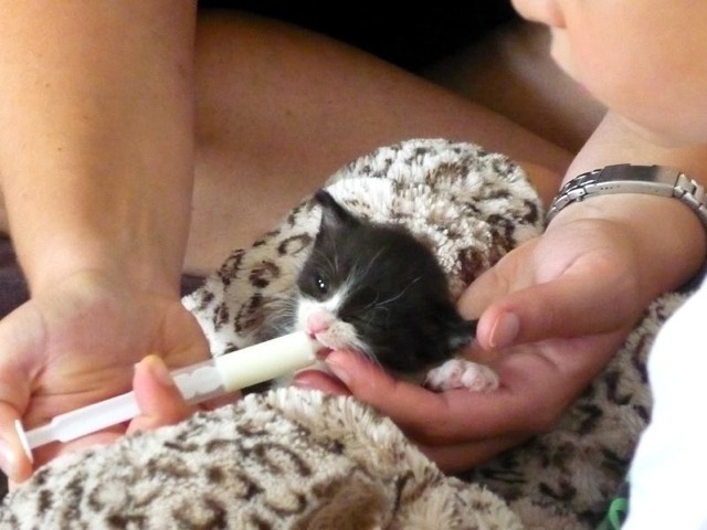 Probleme Avec Chaton Non Sevre Chats Forum Animaux Doctissimo Probleme Avec Chaton Non Sevre Chats Forum Animaux Doctissimo