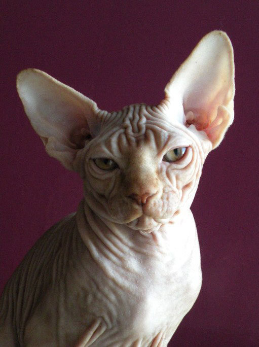 Un Nom Pour Un Chaton Sphynx Chats Forum Animaux Doctissimo