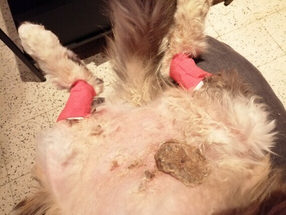 A L Aide Je Suis A Bout M A Chatte Se Leche Jusqu A Sang A L Aide Je Suis A Bout M A Chatte Se Leche Jusqu A Sang