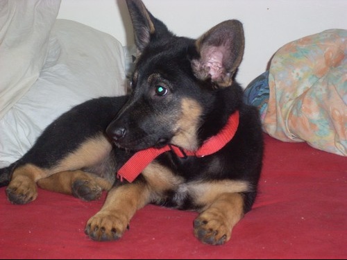 Vrai Berger Allemand Ou Pas Chiens Forum Animaux