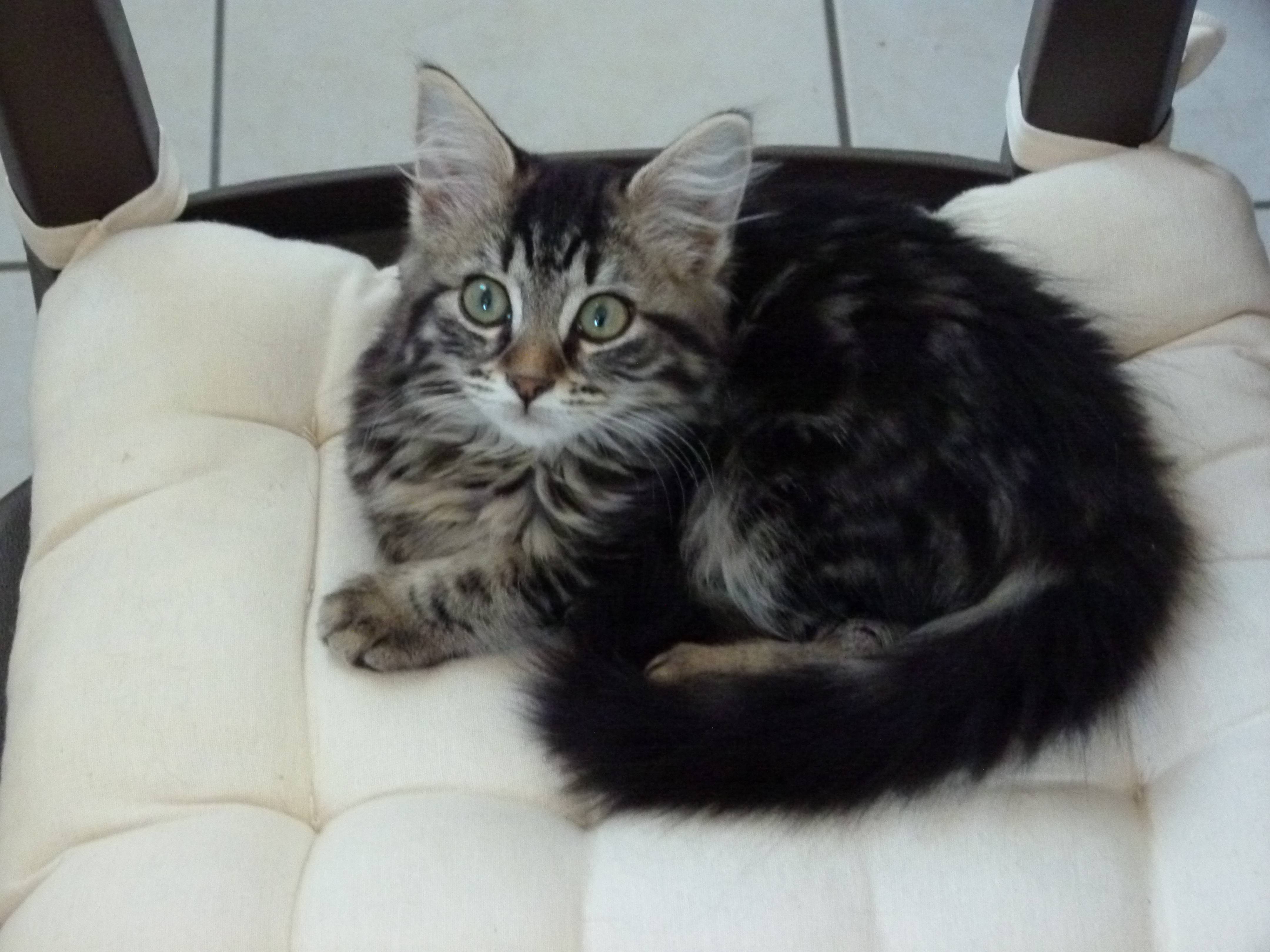 Poils Mi Long Ou Non Chats Forum Animaux Doctissimo Poils Mi Long Ou Non Chats Forum Animaux Doctissimo
