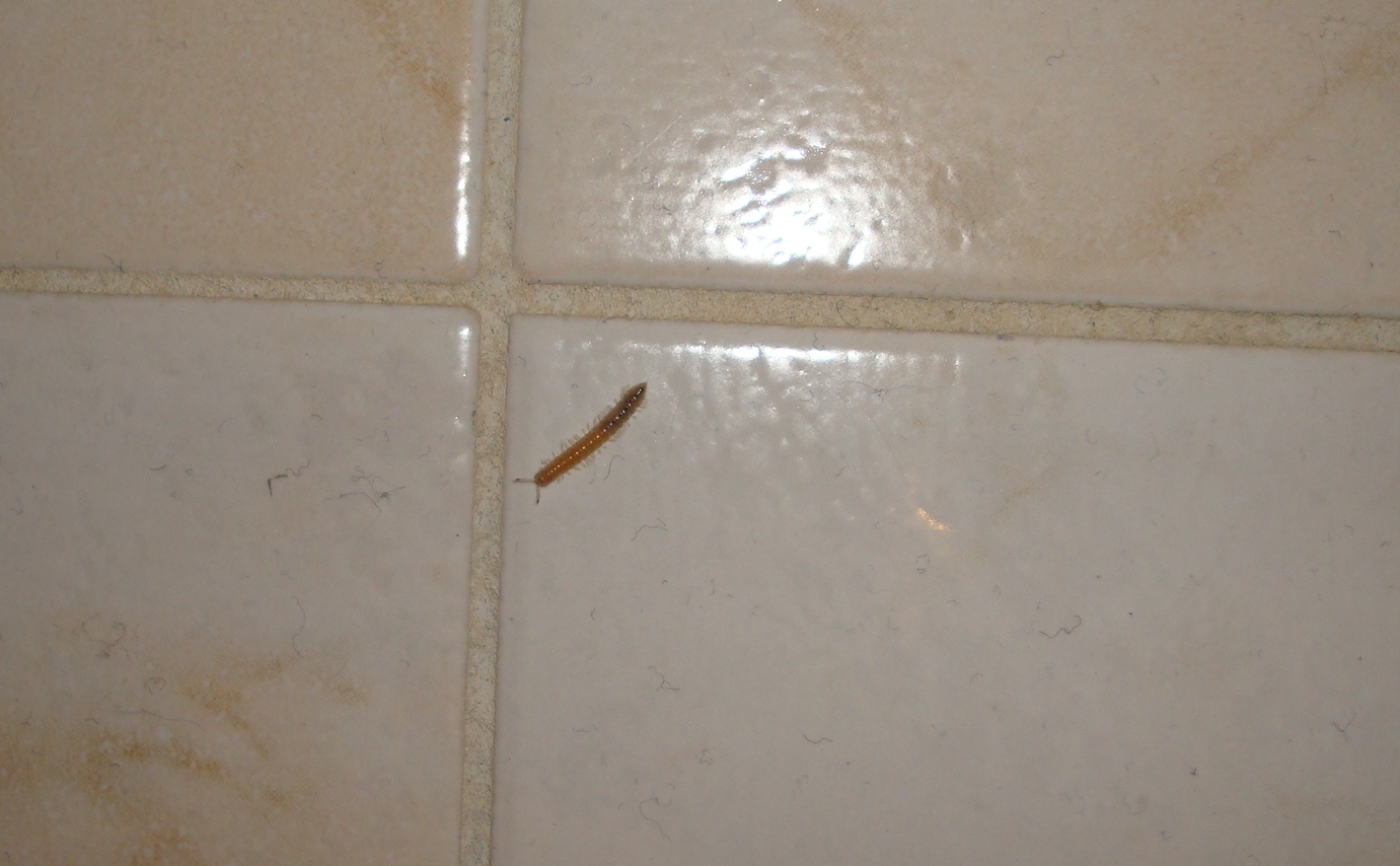 Mille Pattes Ou Autre Astuces Pour La Maison Et Le Linge Forum Vie Pratique Doctissimo