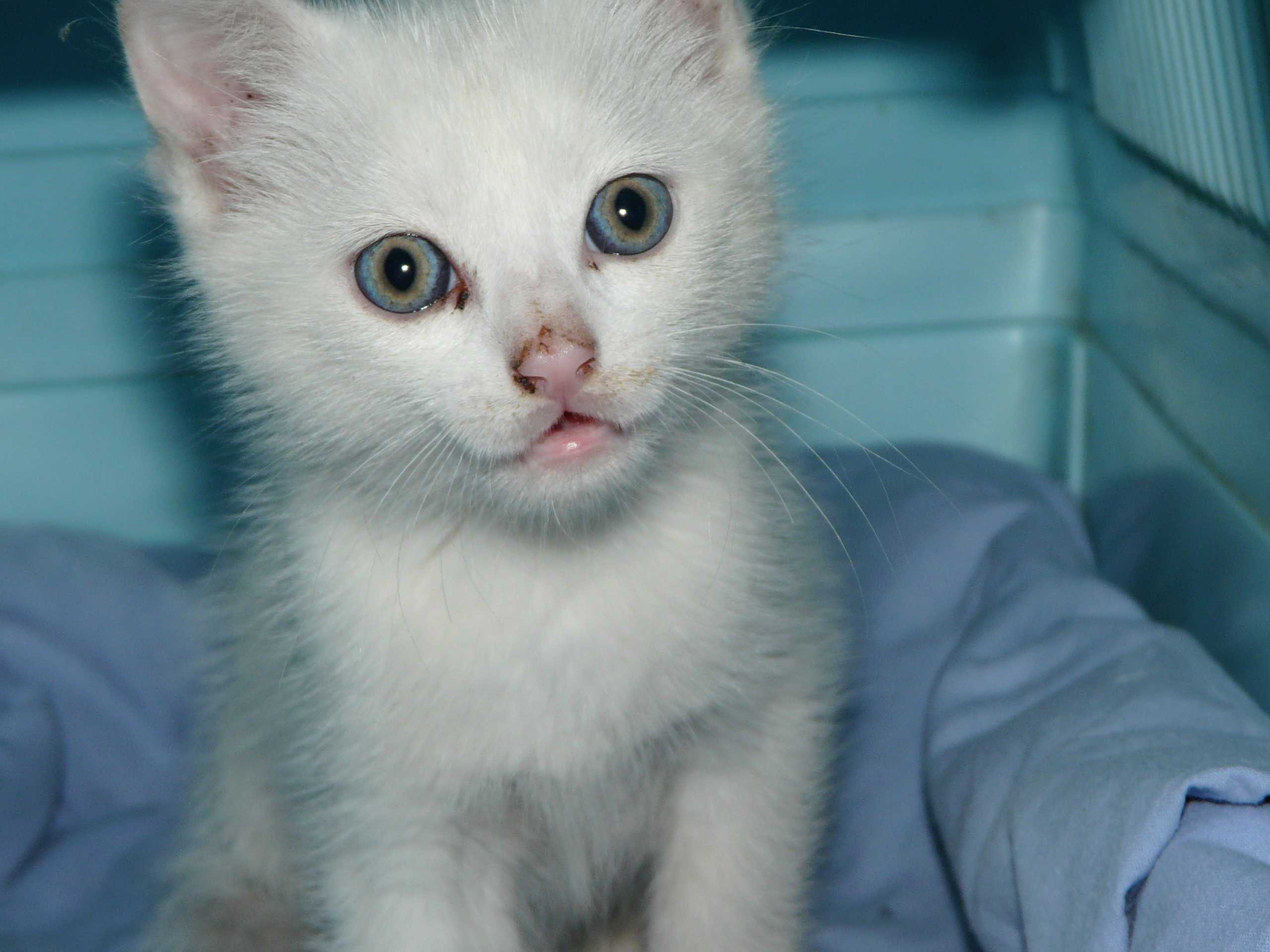 Comment Retirer La Salete Du Coin Des Yeux Chats Forum Animaux Doctissimo Comment Retirer La Salete Du Coin Des Yeux Chats Forum Animaux Doctissimo
