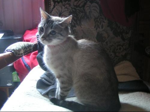 Chat Nain Chats Forum Animaux Chat Nain Chats Forum Animaux