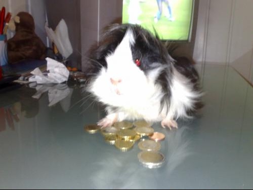 Teigne Cochon D Inde Hamsters Cochons D Inde Lapins Forum Animaux Doctissimo