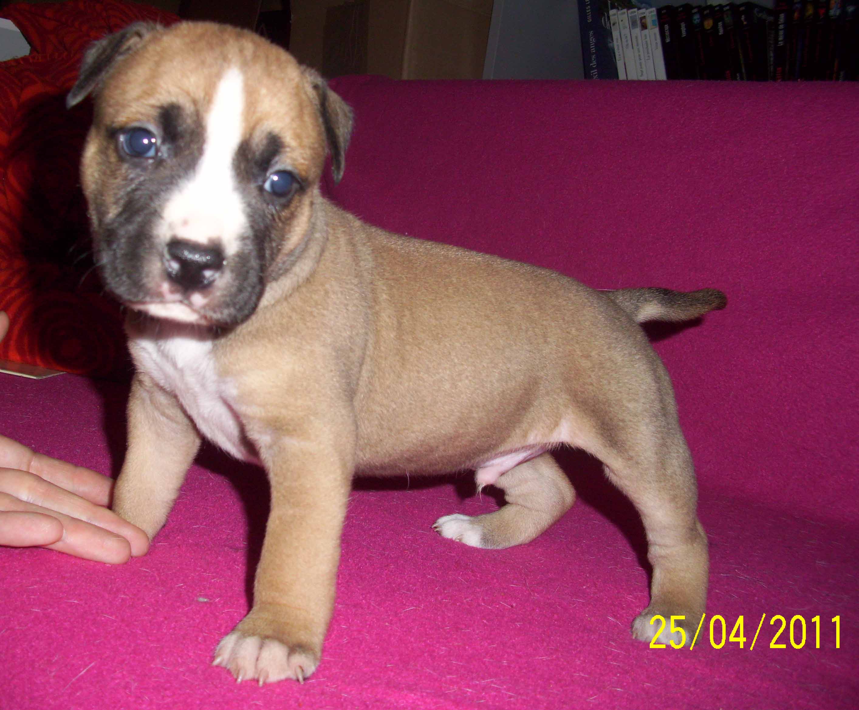 Comment Connaitre L Age Exacte De Mon Chiot Amstaff X Bull Terrier Chiens Forum Animaux Doctissimo Comment Connaitre L Age Exacte De Mon Chiot Amstaff X Bull Terrier Chiens Forum Animaux Doctissimo