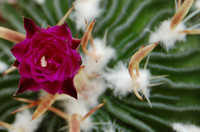 echinofossulo-cactus