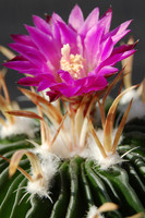 echinofossulo-cactus-2