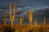 32-cactus-laguna-san-ignacio