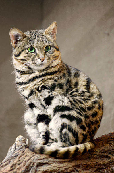 69828-cat-domestic-feline-fourrure-tachetee-mammal_imagesia-com_10gj5_large