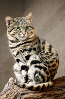 69828-cat-domestic-feline-fourrure-tachetee-mammal_imagesia-com_10gj5_large