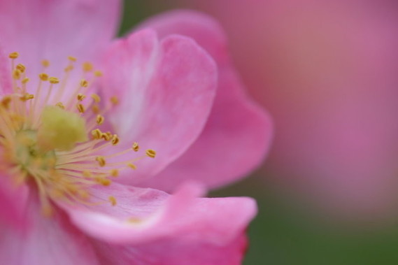 141019__rose-rose-flower-rose-petals-color-softness-spring-close-up_p