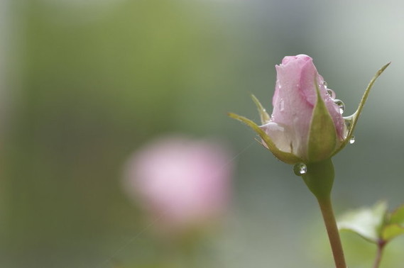 156028__rose-pink-flower-bud-stem-drops-dew-spider-blur-tenderness-color-spring-nature-macro_p