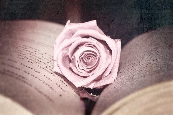 129381__flower-rose-pink-book-pages-processing-photo_p
