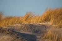 dune-grass-1969388_960_720