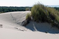 sand-dunes-52899_960_720