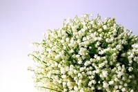 lily-of-the-valley-1693516_960_720