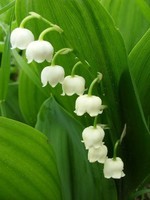 lily-of-the-valley-1349339_960_720