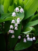 lily-of-the-valley-2218984_960_720