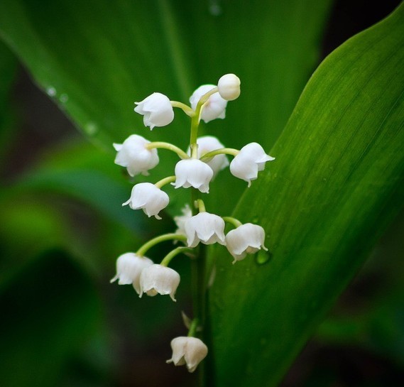 lily-of-the-valley-2247075_960_720