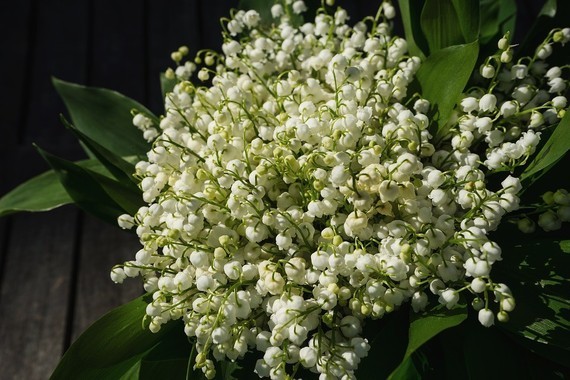 lily-of-the-valley-2188398_960_720