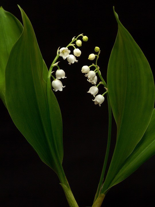 lily-of-the-valley-761141_960_720