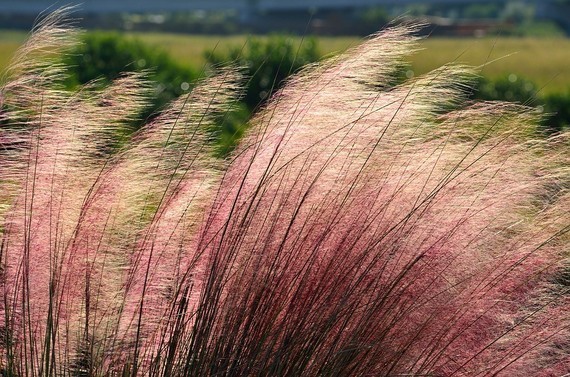 pink-muhly-grass-2060600_960_720