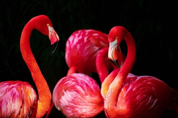 flamingo-676954_960_720