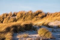 dune-grass-1969386_960_720