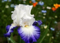 Iris-Bleu-blanc-blanc
