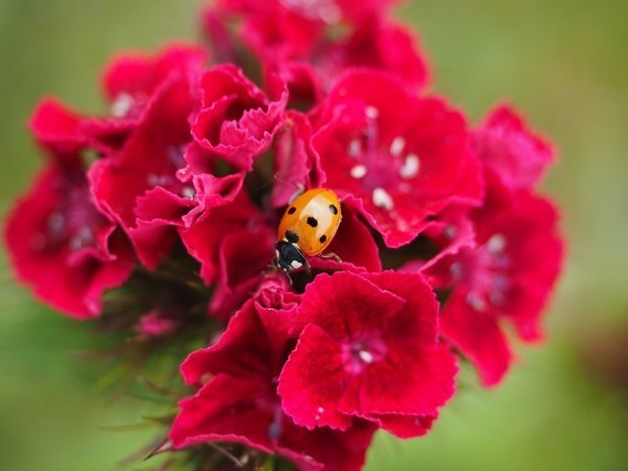 ladybug-1271953_1280