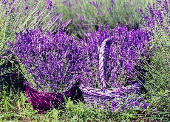 lavender-1478111_960_720
