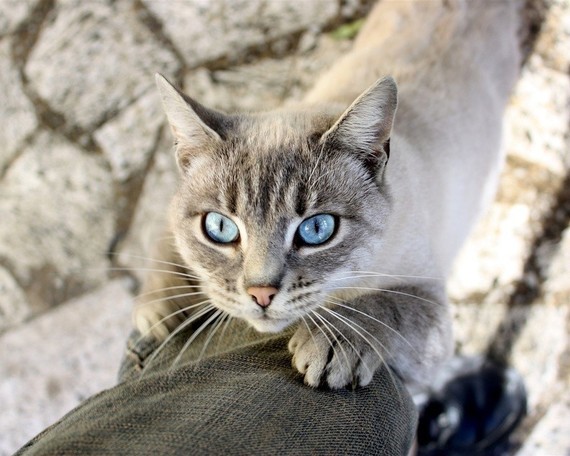 Blue-eyes-cat-legs_1280x1024