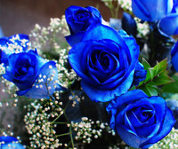 fonds-ecran-fleurs-bleues-2