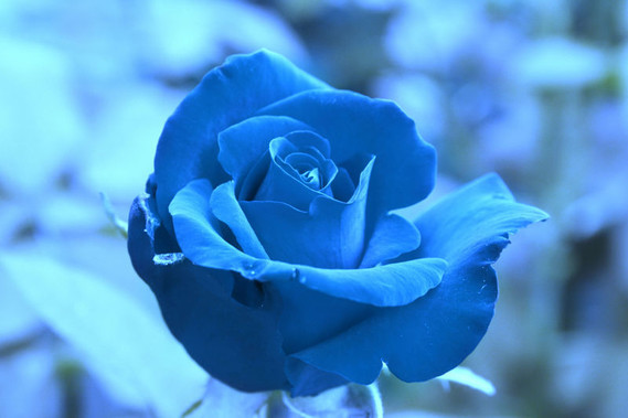 fonds-ecran-fleurs-bleues-4