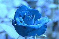 fonds-ecran-fleurs-bleues-4