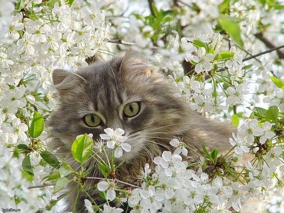 chat dans les fleurs