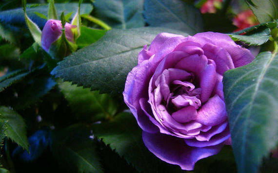 84640-flowering-garden-nature-rose-pourpre_imagesia-com_10ifk_large