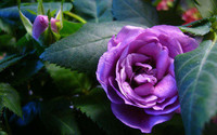 84640-flowering-garden-nature-rose-pourpre_imagesia-com_10ifk_large