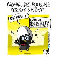 lundessin_3056_broyage_poussins_HD-e1644221481754