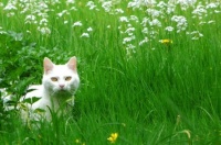 green-grass-cat-486558