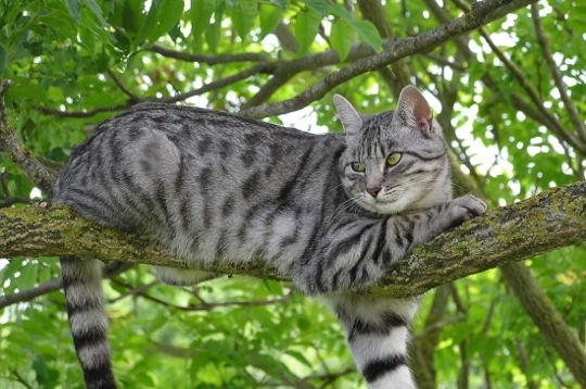 Perche L Arbre Mon Chat Fefe19 Photos Club Doctissimo Perche L Arbre Mon Chat Fefe19 Photos Club Doctissimo