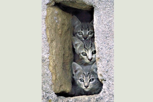 trois-petits-chats-315756