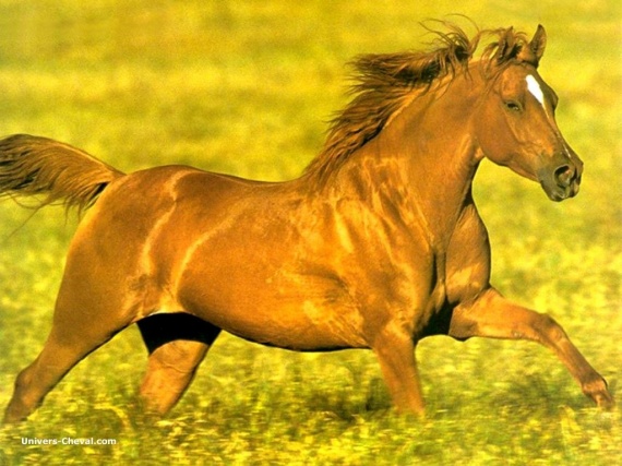 real_9164-cheval-au-galop-prairie